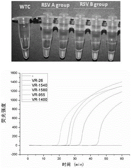 Loop-mediated isothermal amplification based human respiratory syncytial virus detection kit