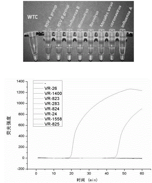 Loop-mediated isothermal amplification based human respiratory syncytial virus detection kit