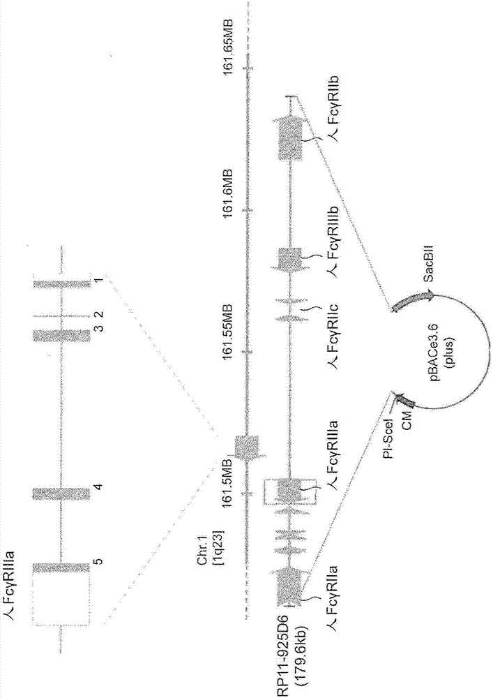 Transgenic non-human animal expressing human-specific molecules and human FC gamma RECEPTOR FAMILY