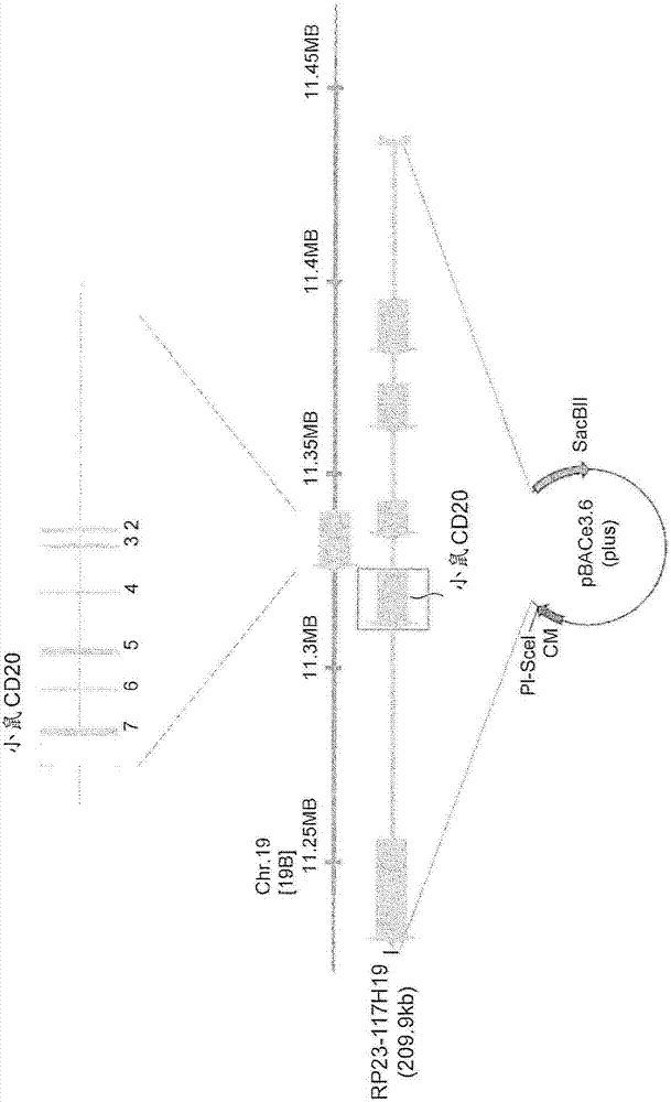 Transgenic non-human animal expressing human-specific molecules and human FC gamma RECEPTOR FAMILY