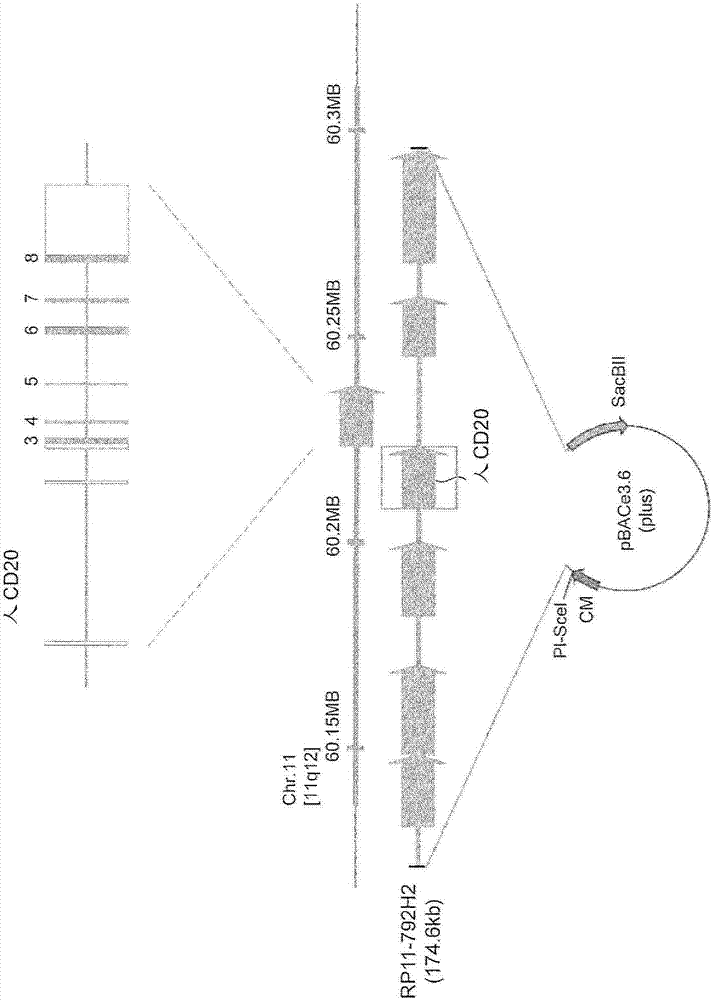 Transgenic non-human animal expressing human-specific molecules and human FC gamma RECEPTOR FAMILY