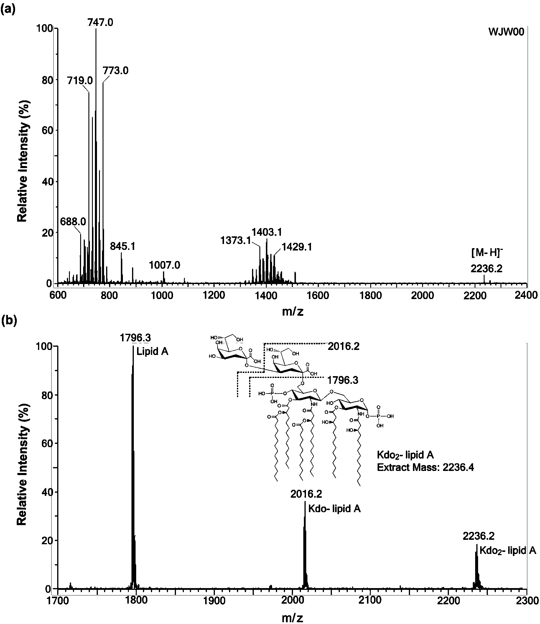 Gene engineering bacterium capable of producing Kdo2-lipid A, construction method and applications thereof