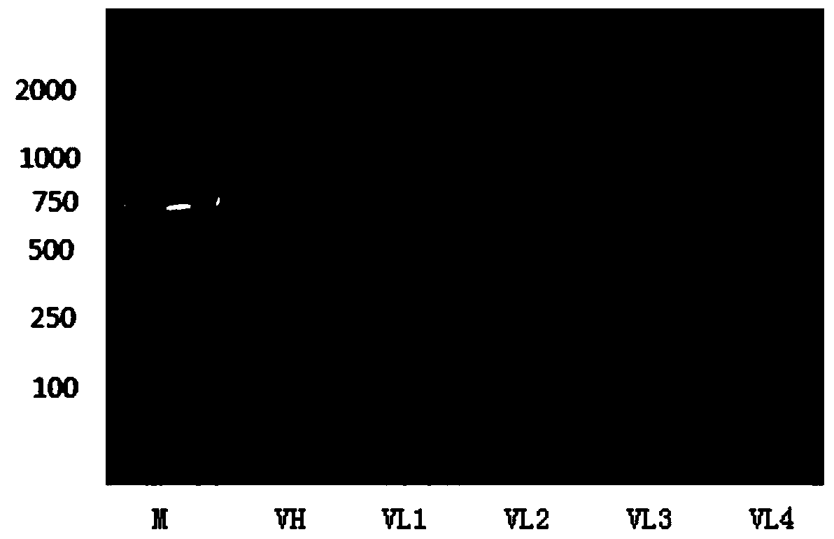 Core amino acid sequence for targeted recognition of gentamicin single-chain antibody and application thereof