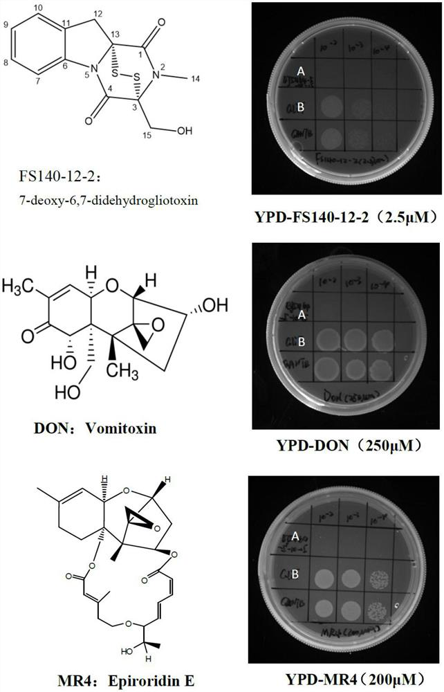 Oxidoreductase GliT and application thereof in resisting mycotoxins