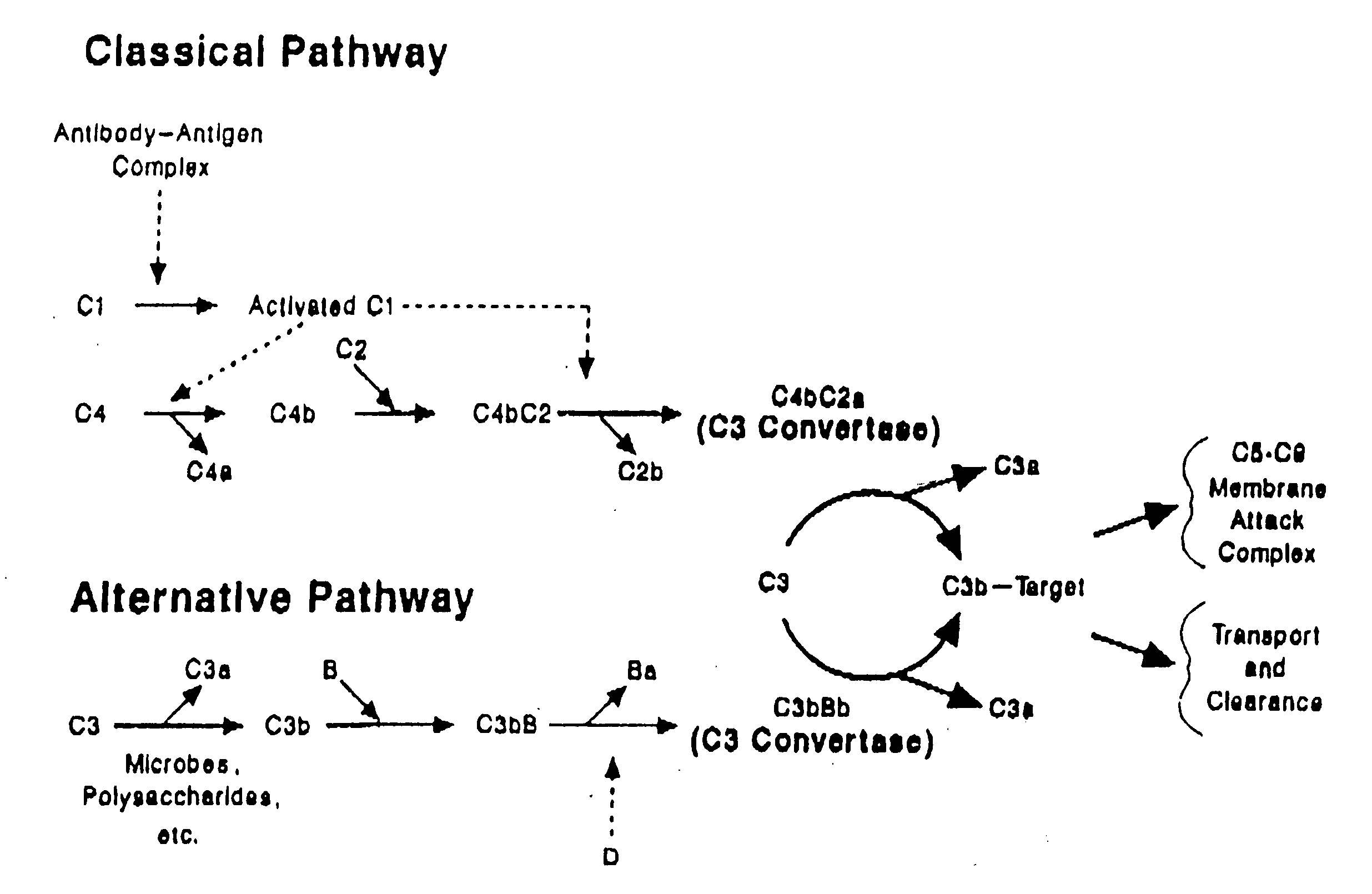 Modified truncated complement system regulators