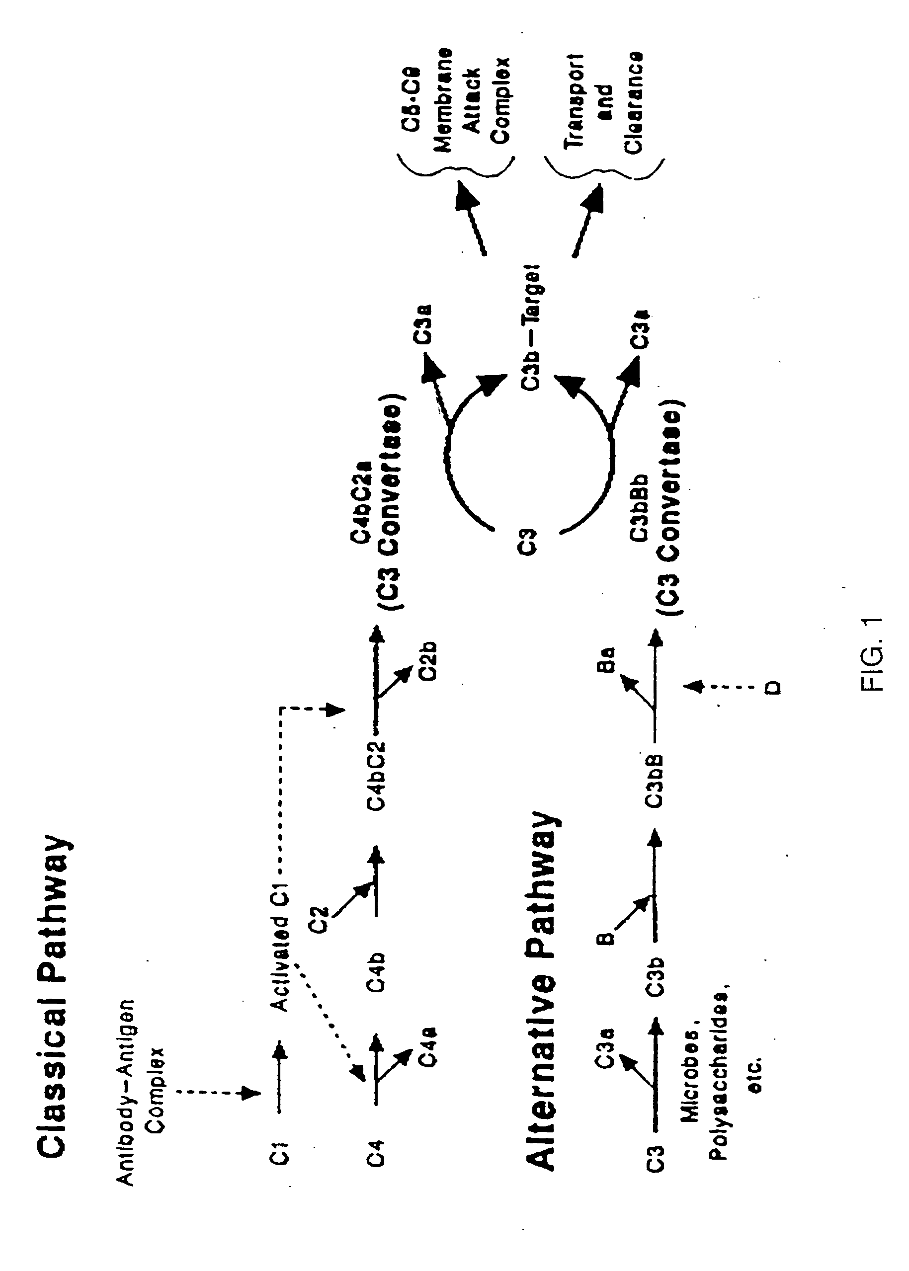 Modified truncated complement system regulators