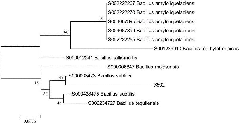 Compound fungicide FX for degrading straws and application thereof