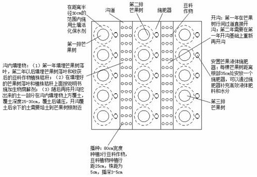 Multiple cropping mode for improving drought resistance of mangoes in Leizhou region and restoring orchard soil fertility