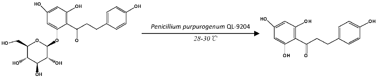 Penicillium purpurescens QL-9204 and application for preparing phloretin during phlorizin conversion