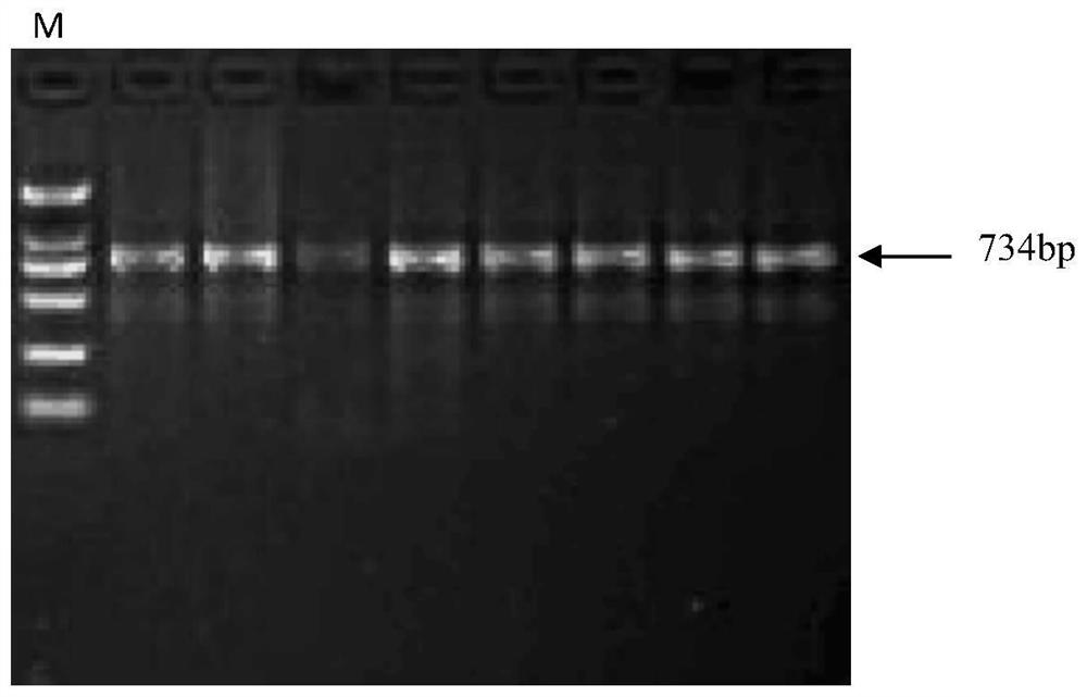 Identification and application of SNP in the fourth exon region of porcine incenp