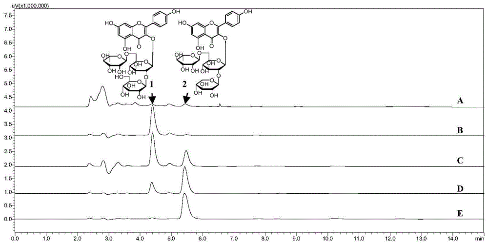 A kind of preparation method of water-soluble brown natural pigment in camellia oleifera seed dregs