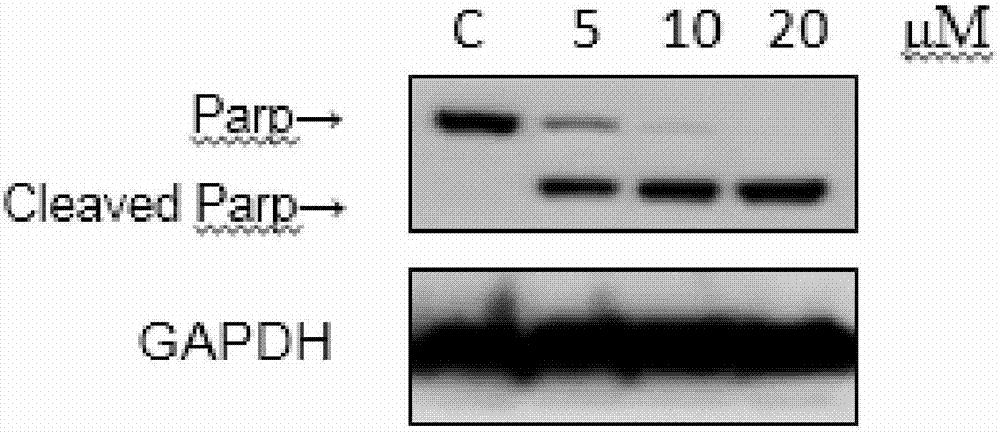 4-((4-substituted aryl-2-pyrimidinyl) amino) benzoyl hydrazide derivative as well as preparation method and application thereof