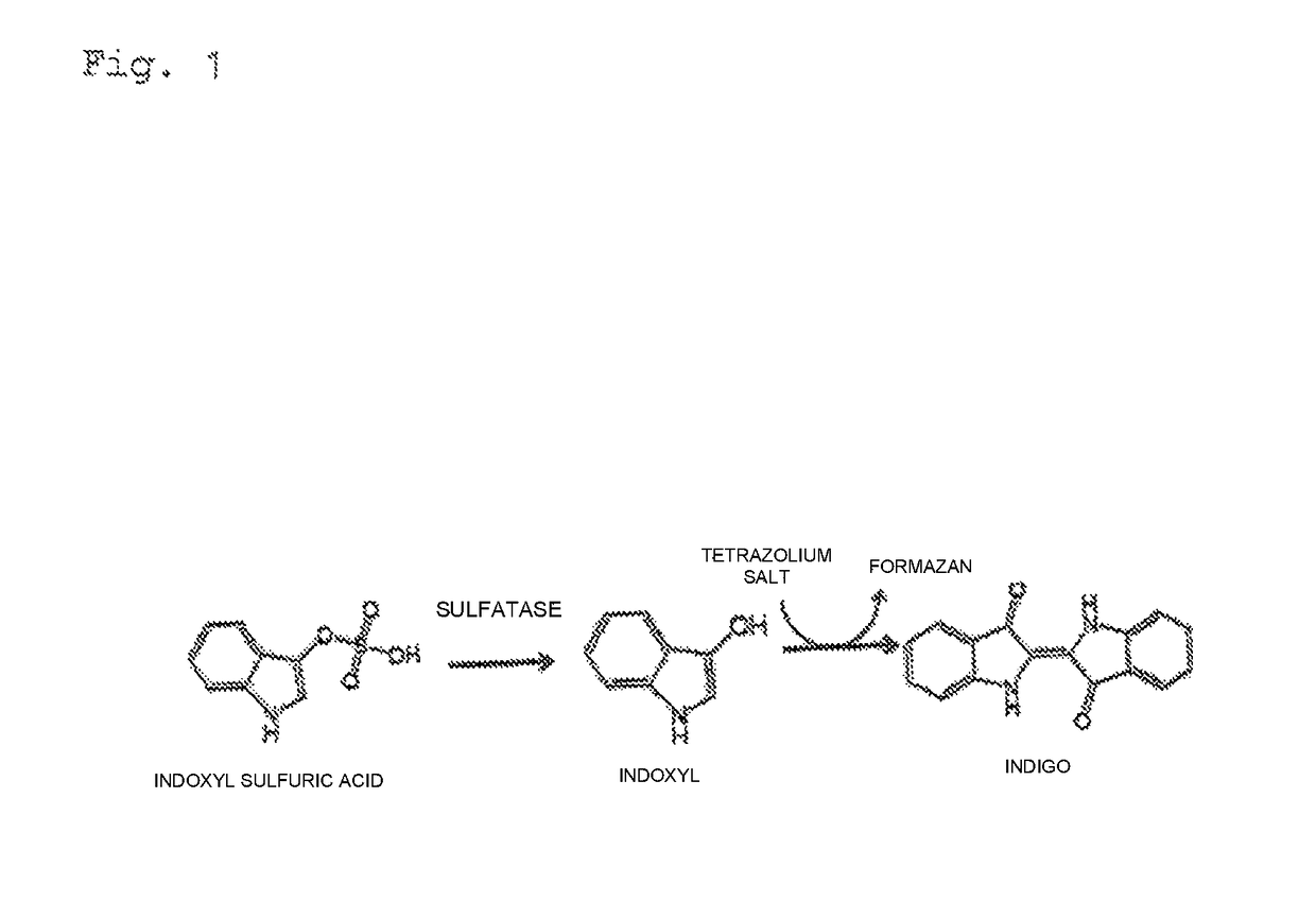 Method for measuring indoxyl sulfuric acid