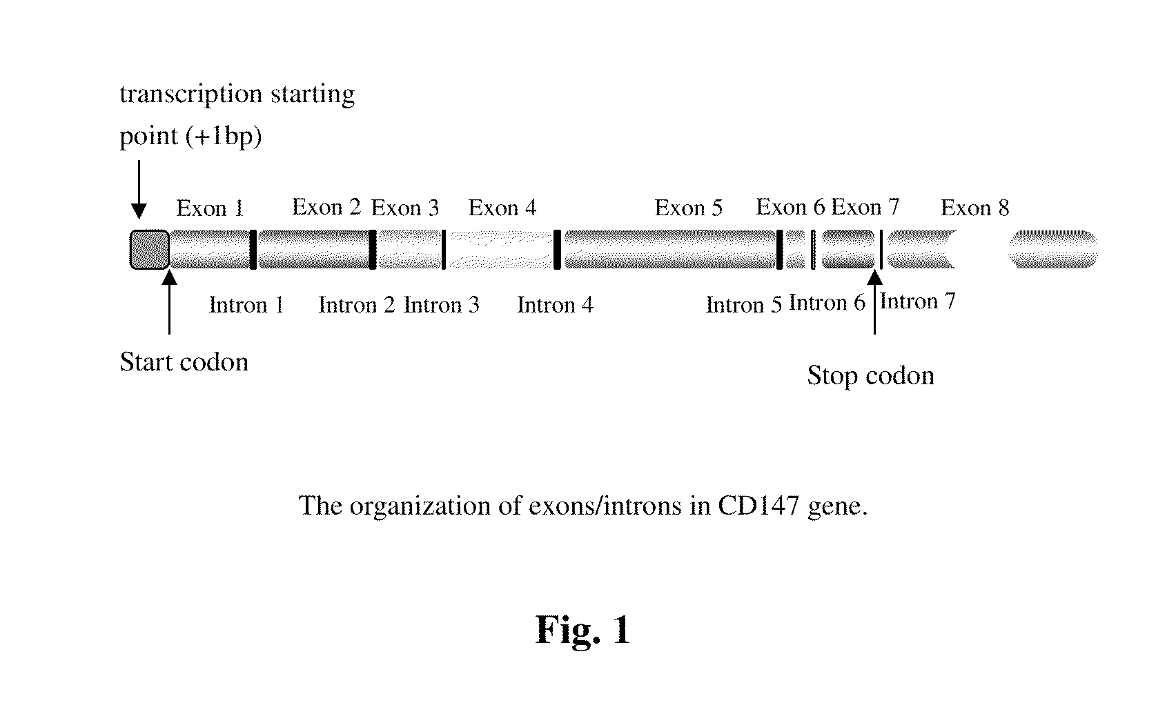 Crystal structure of cd147 extracellular region and use thereof