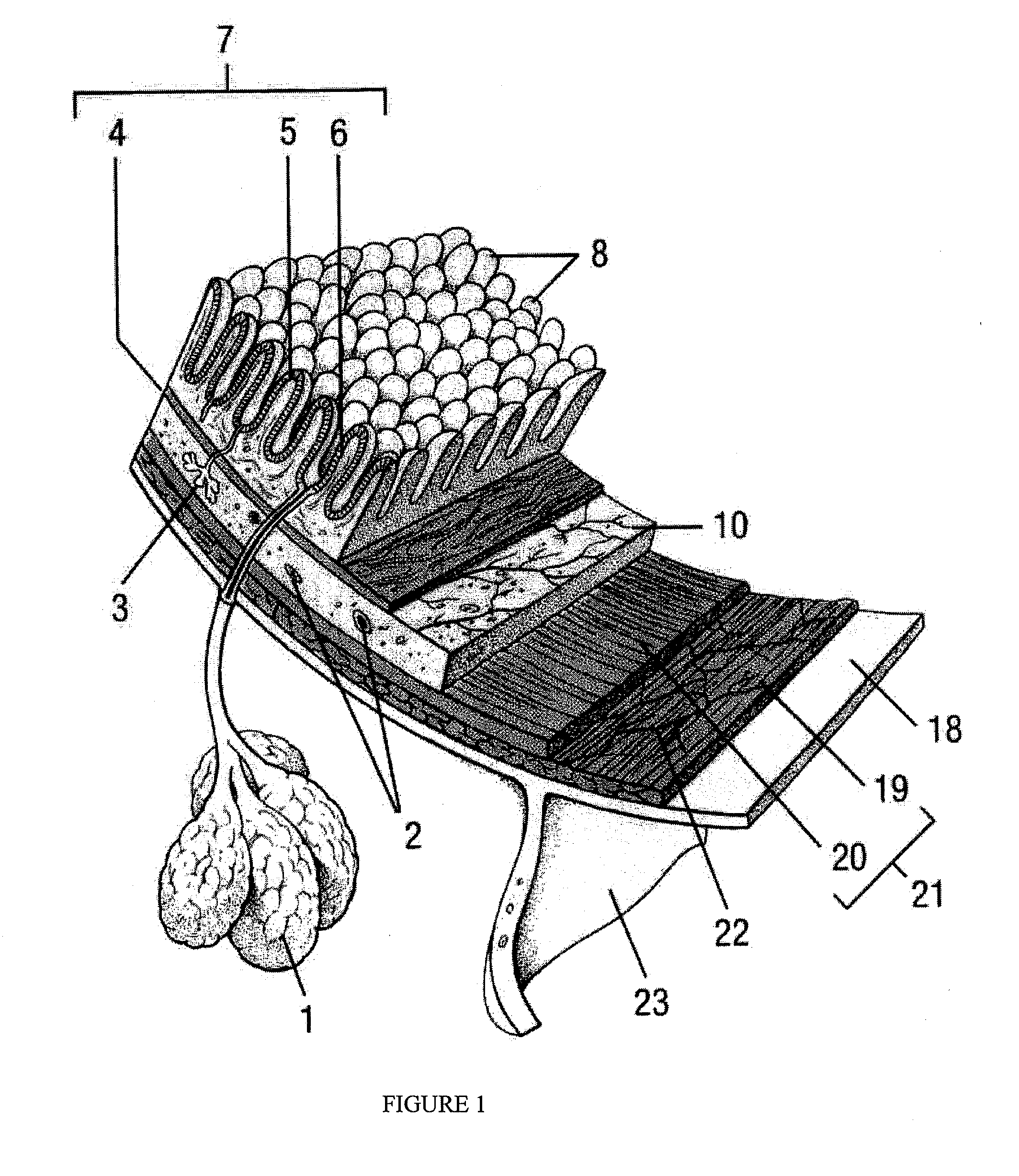 Drug Discovery Methods Involving A Preclinical, In Vitro Isolated Gastrointestinal Epithelial Stem Cell-Like Progenitor Cell System