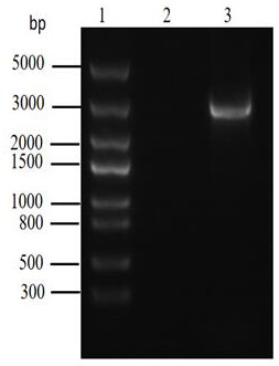 Mevalonate kinase gene RKMK and application thereof