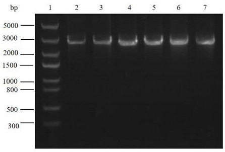 Mevalonate kinase gene RKMK and application thereof