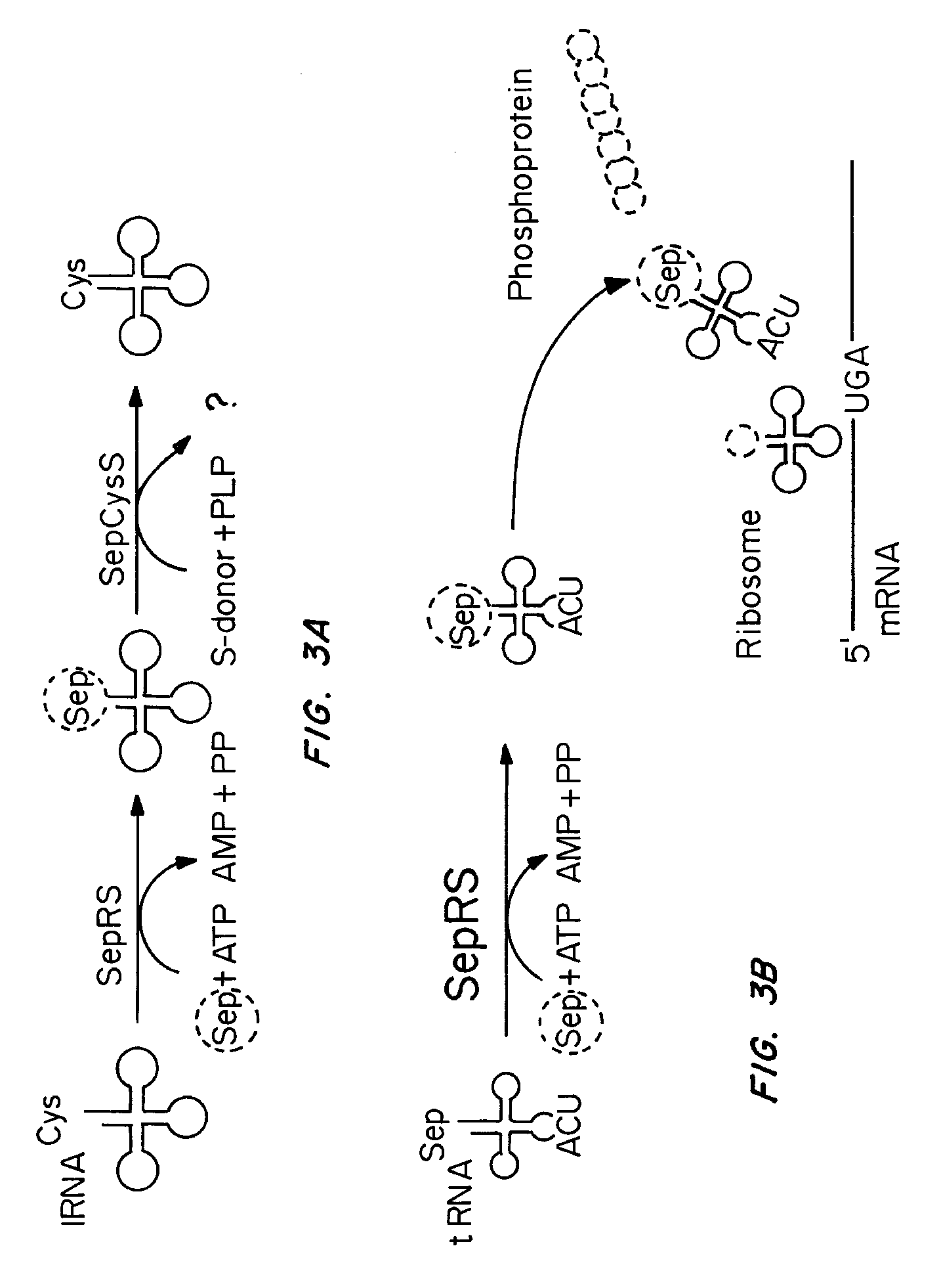 Site specific incorporation of phosphoserine into polypeptides using phosphoseryl-tRNA synthetase