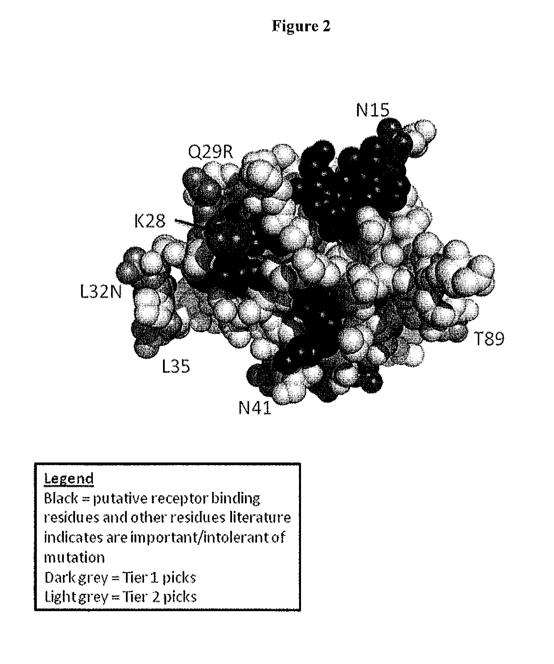 Interleukin-3 Polypeptide Conjugates and Their Uses