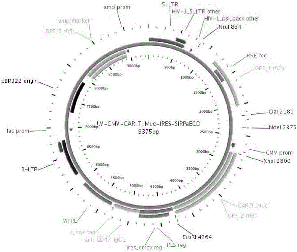 Construction and application of multiple-reading frame non-integrative lentiviral vector