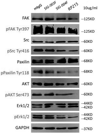 Humanized antibody and application thereof