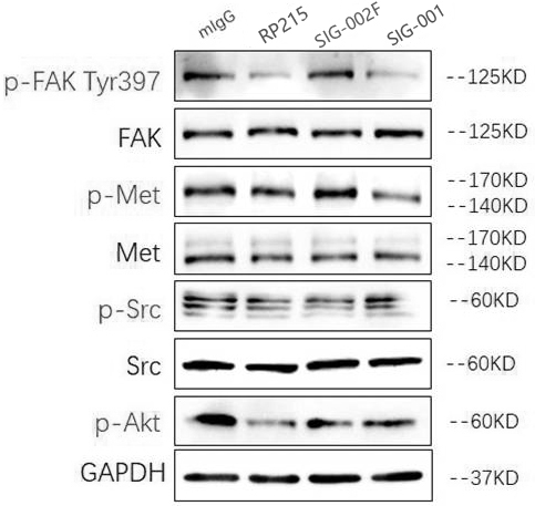 Humanized antibody and application thereof