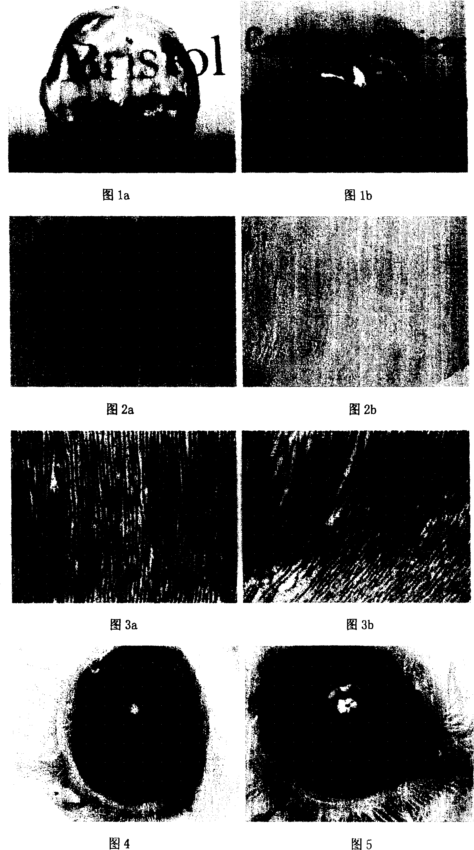 Exogenous cornea substrate without cells and its preparation method and use