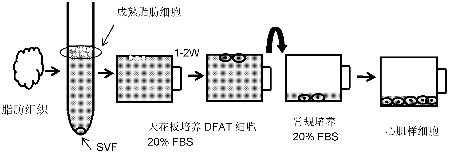 Method for inducing and differentiating mature fat cell from adult rabbit into cardiomyocyte