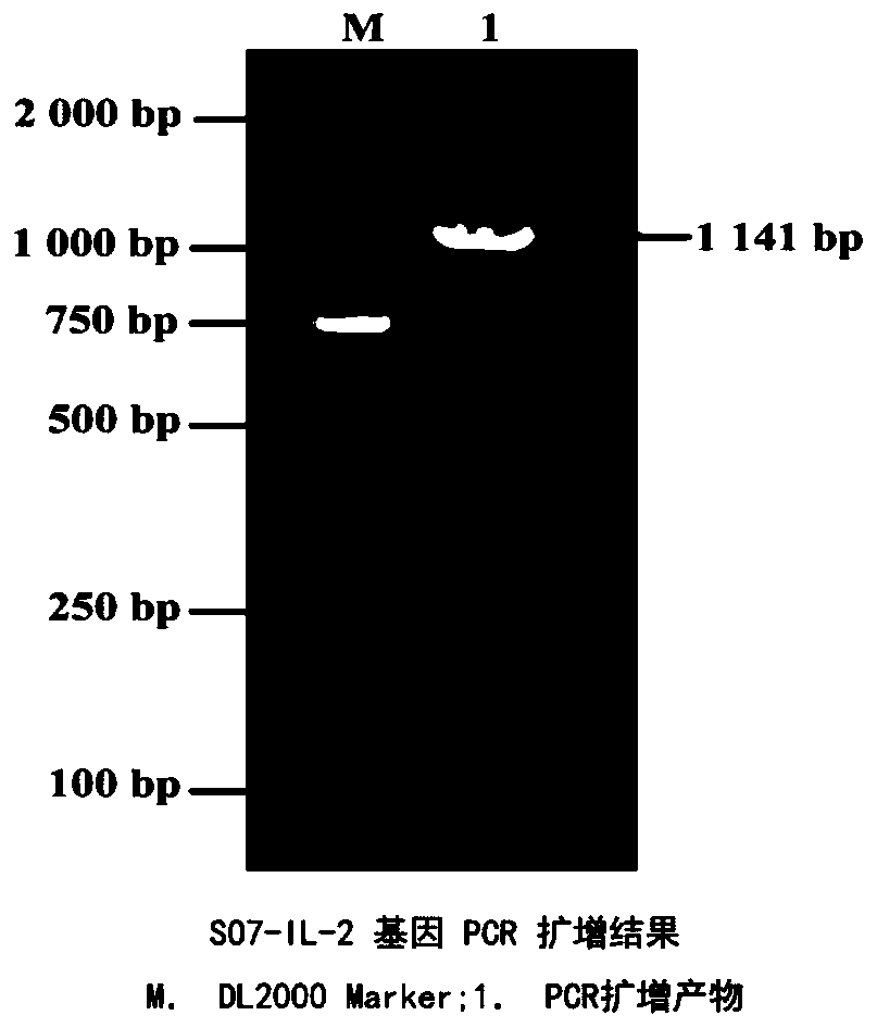 Eimeria tenella SO7-IL-2 protein and preparation method thereof