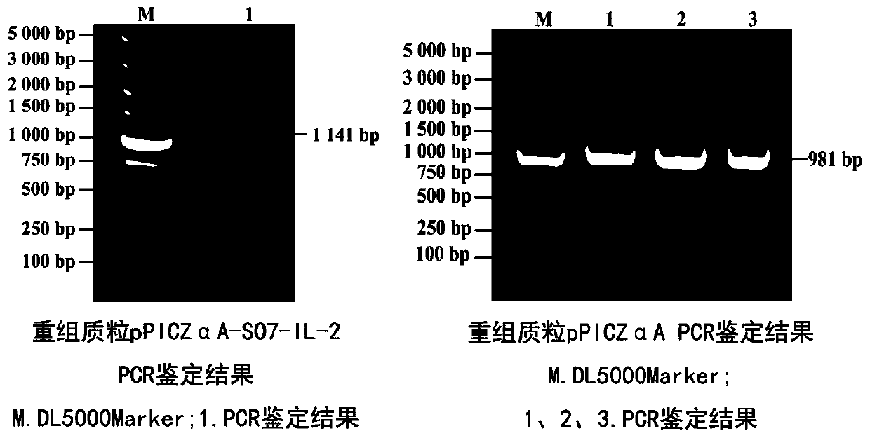 Eimeria tenella SO7-IL-2 protein and preparation method thereof