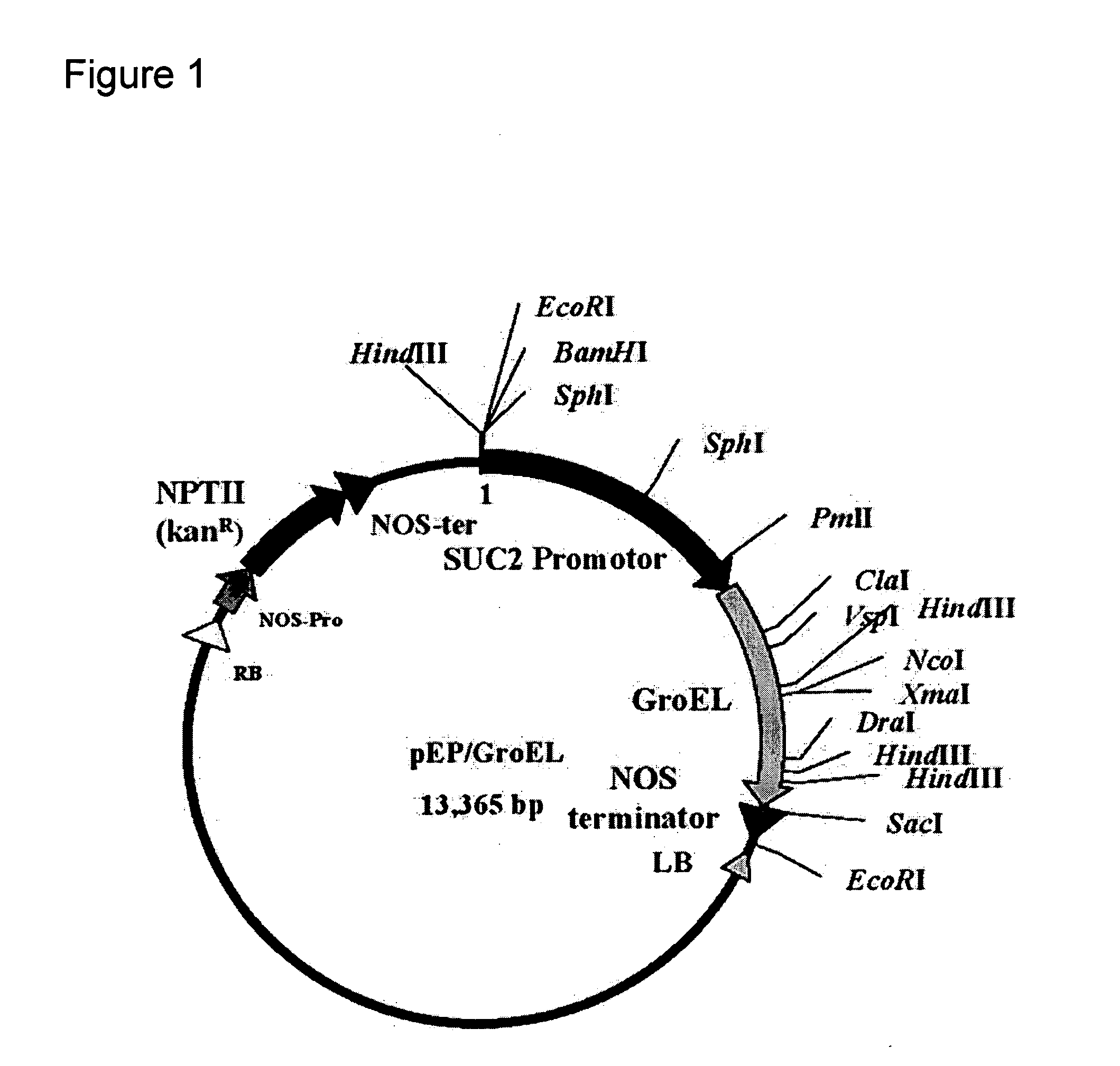 Virus tolerant plants and methods of producing same