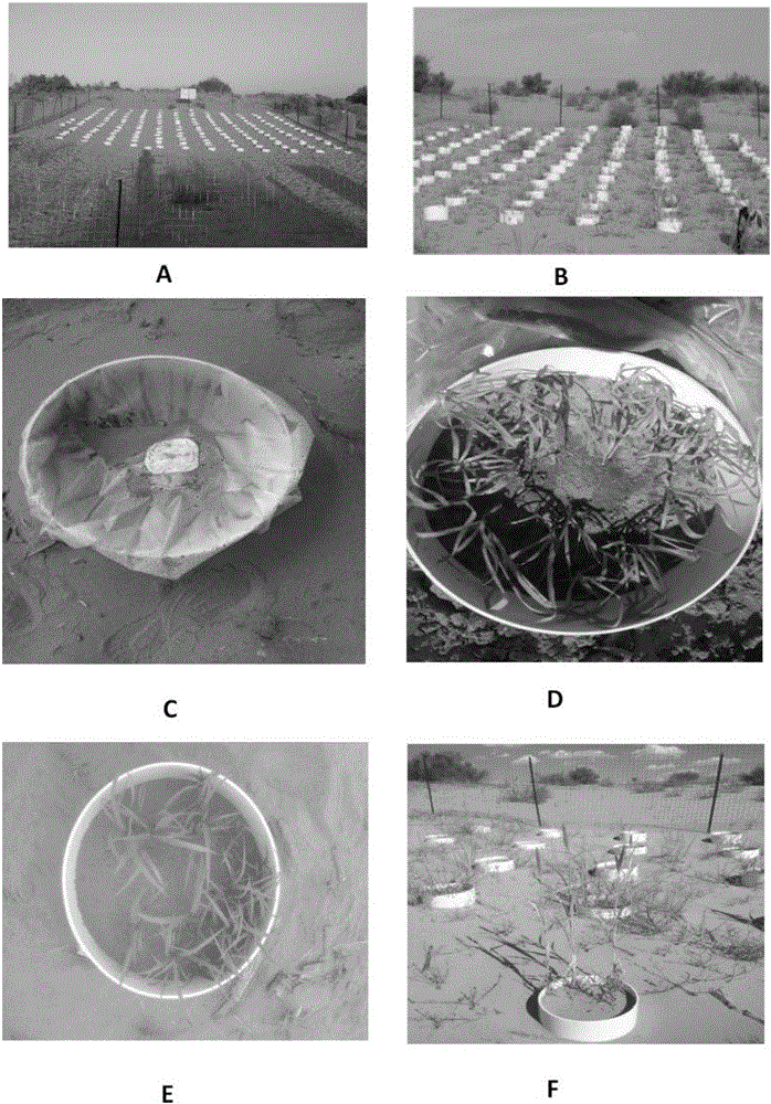 Three-dimensional prevention and control method for desertification using biological soil crust-plant system