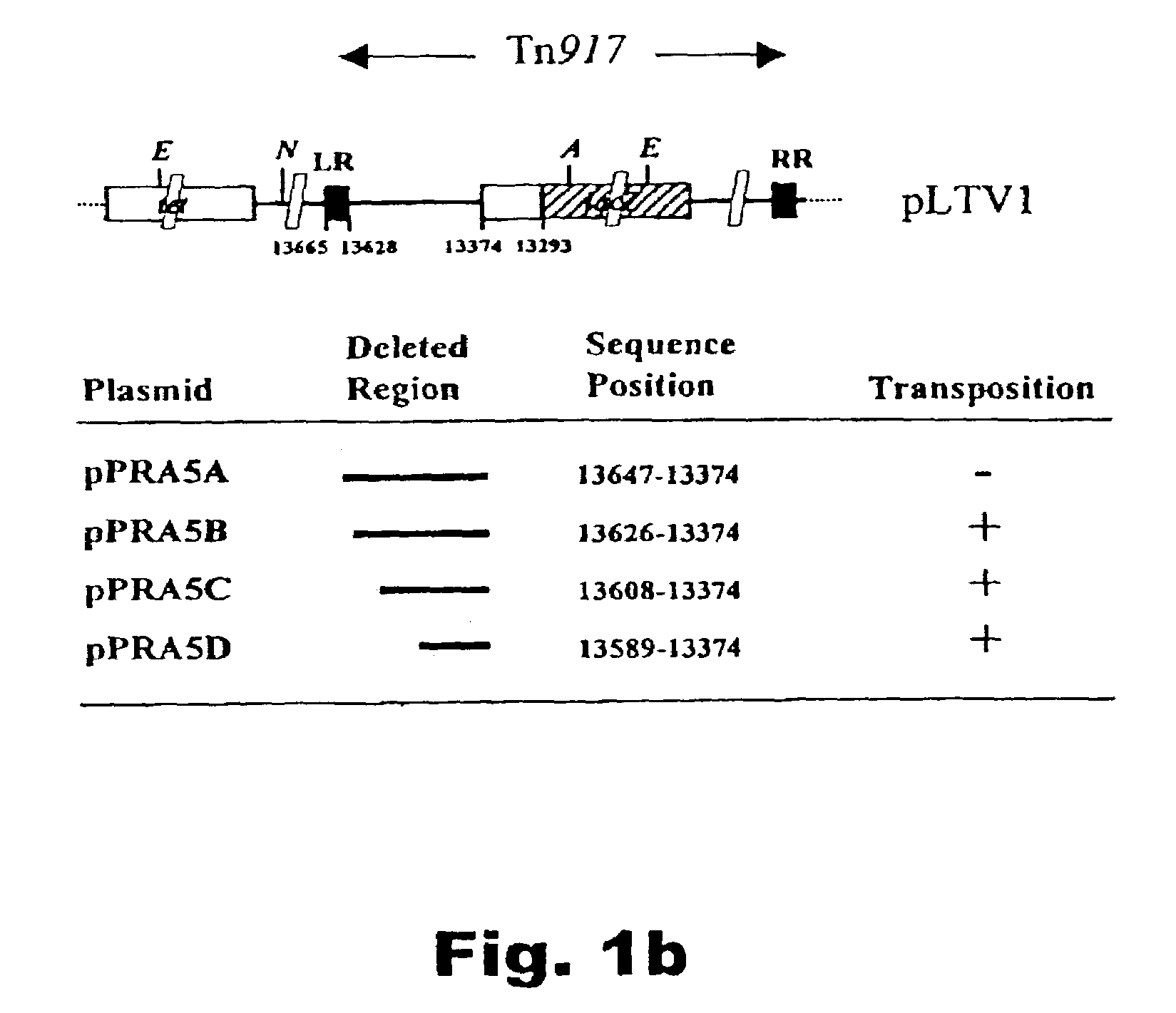 Method of isolating secretion signals in lactic acid bacteria and novel secretion signals isolated from Lactococcus lactis