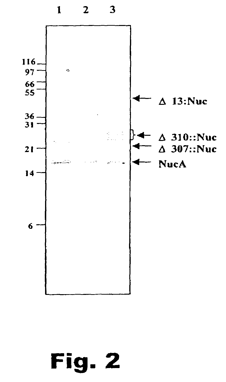 Method of isolating secretion signals in lactic acid bacteria and novel secretion signals isolated from Lactococcus lactis