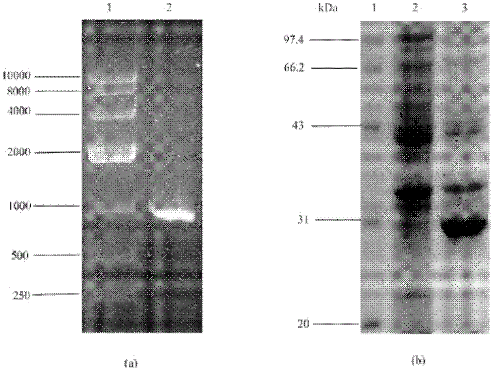 Method for preparation of S-adenosylmethionine