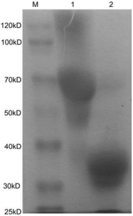 Antitumor vaccine, encoding gene, expression vector, expression engineering bacteria and application of targeted VEGF and mucin1