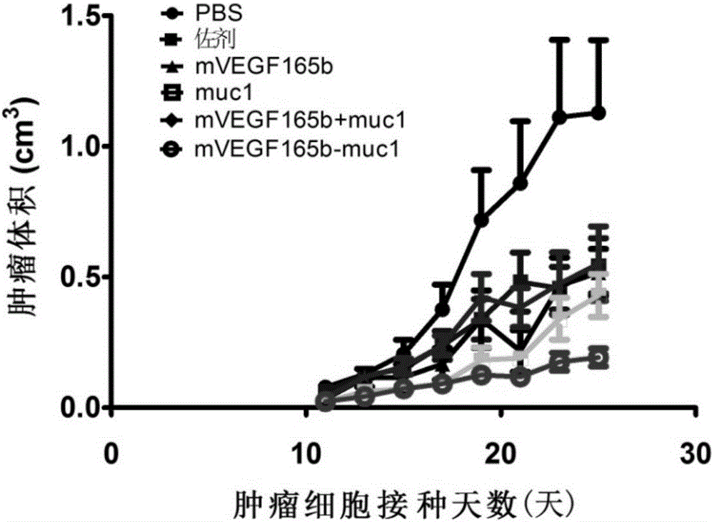 Antitumor vaccine, encoding gene, expression vector, expression engineering bacteria and application of targeted VEGF and mucin1