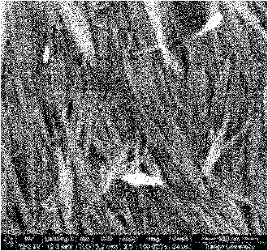 Preparation method of nitric oxide gas sensor element based on pseudodirected tungsten trioxide nano tape