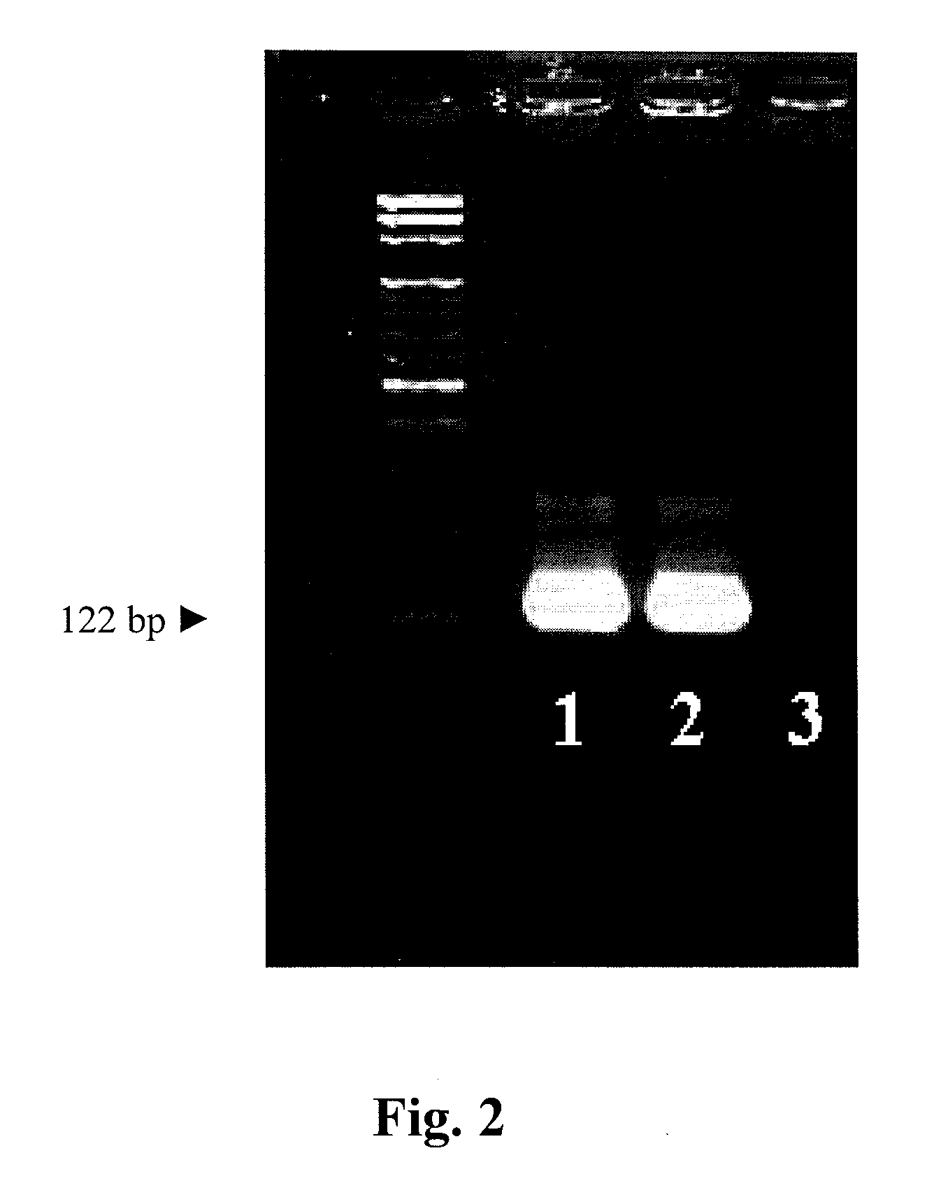 Methods and apparatuses for convective polymerase chain reaction (PCR)