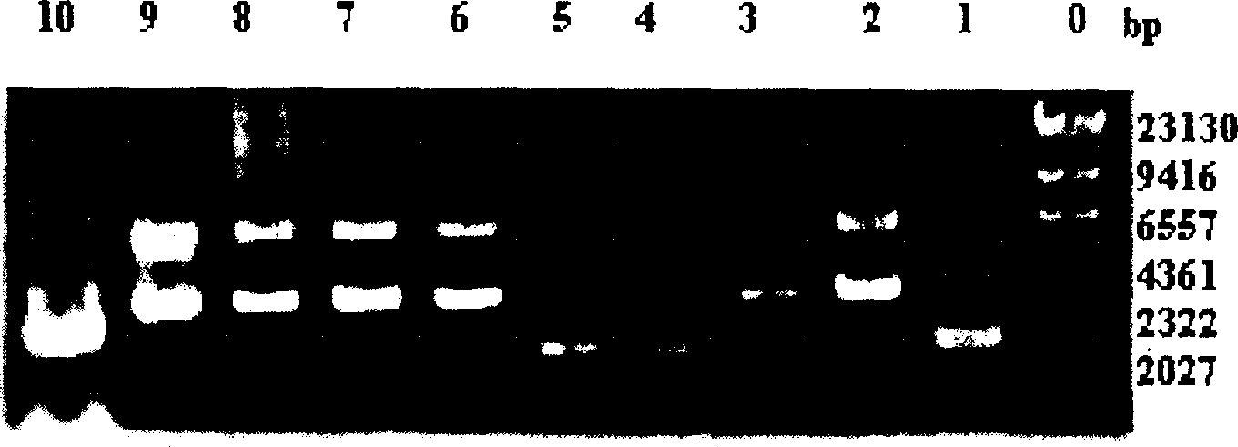 Pseudo monads pseudoalcaligenes gene promoter