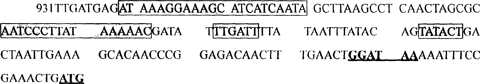 Pseudo monads pseudoalcaligenes gene promoter