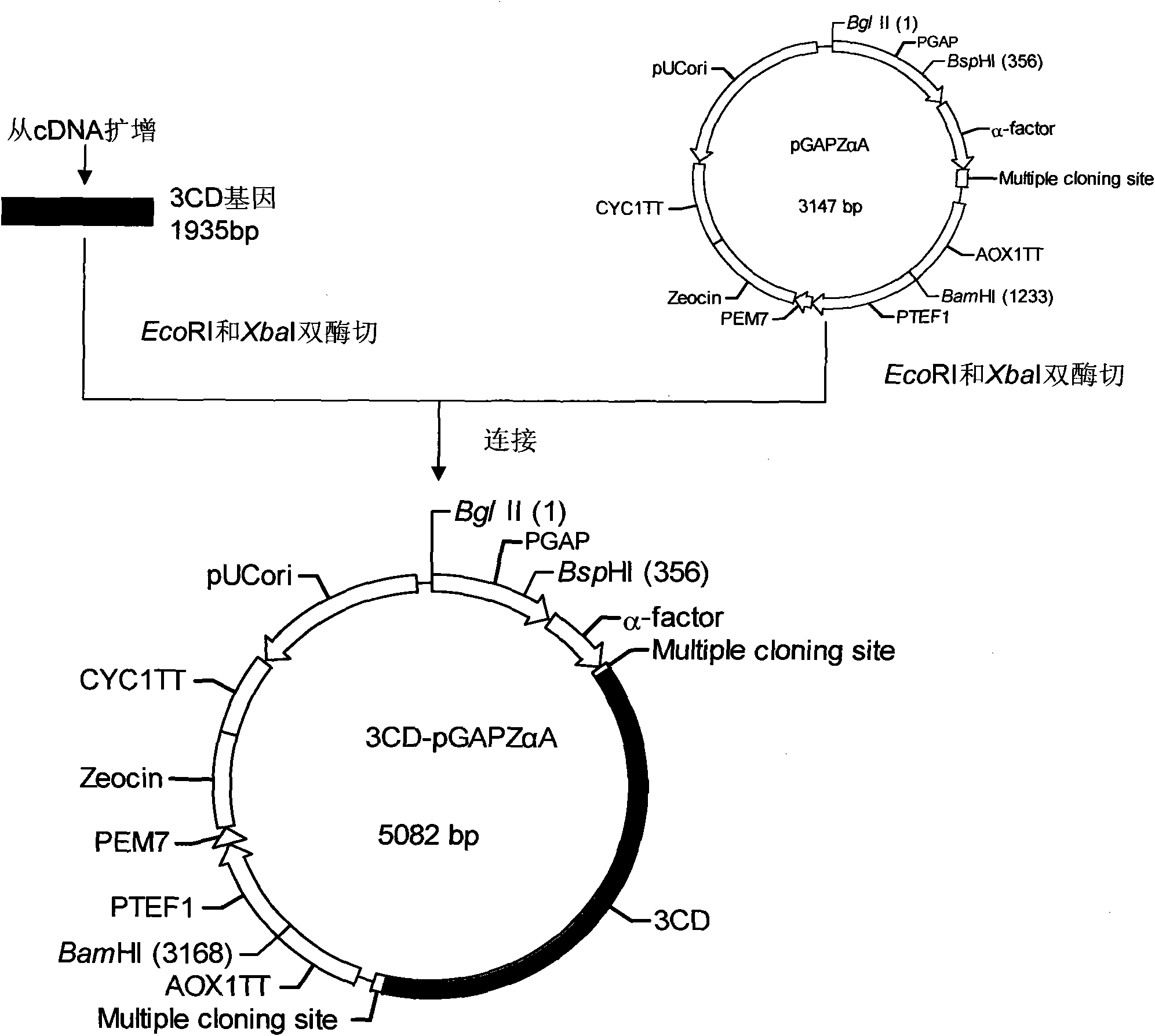 EV71 virus-like particles and hand-foot-and-mouth disease vaccine prepared from EV71 virus-like particles