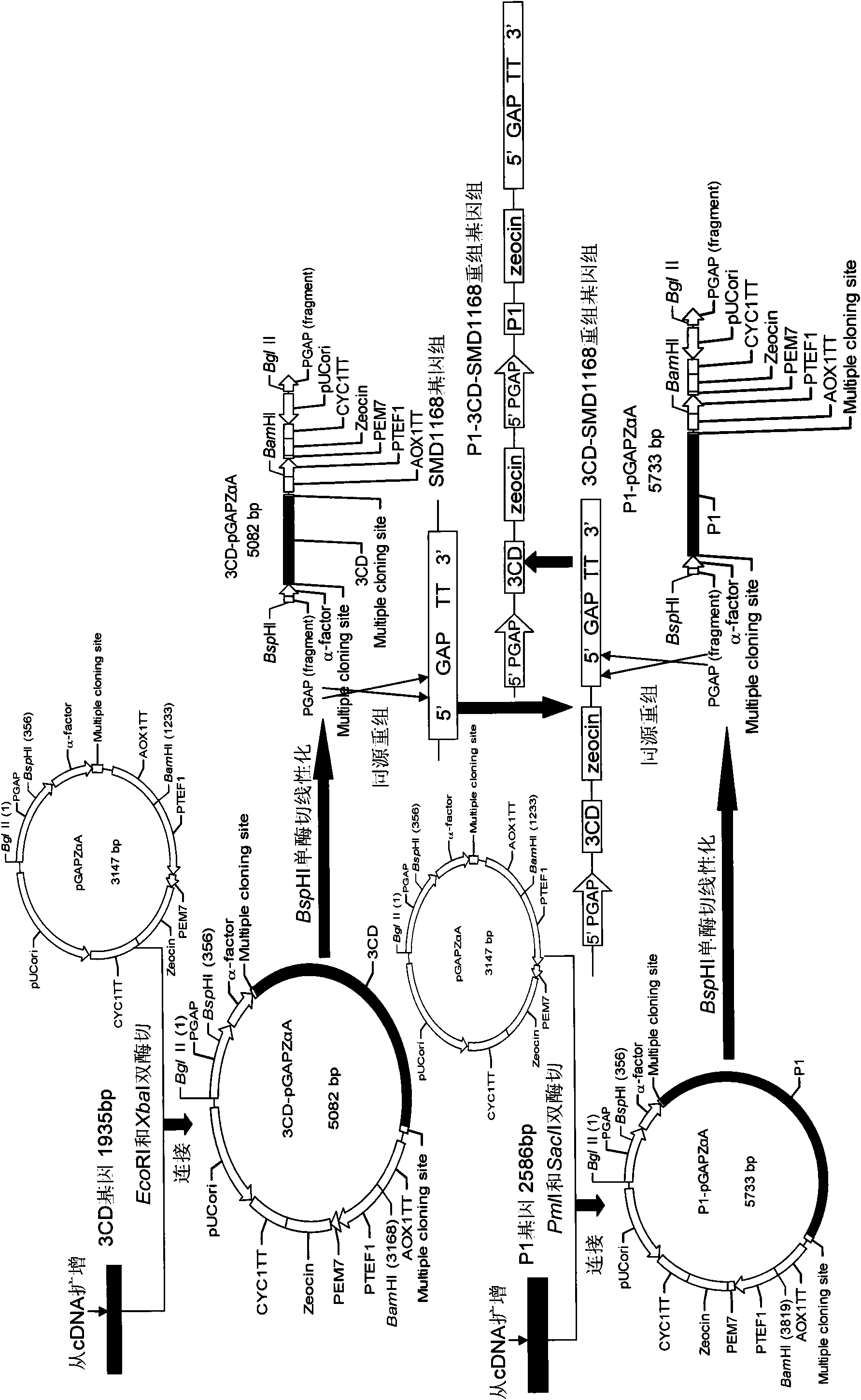 EV71 virus-like particles and hand-foot-and-mouth disease vaccine prepared from EV71 virus-like particles