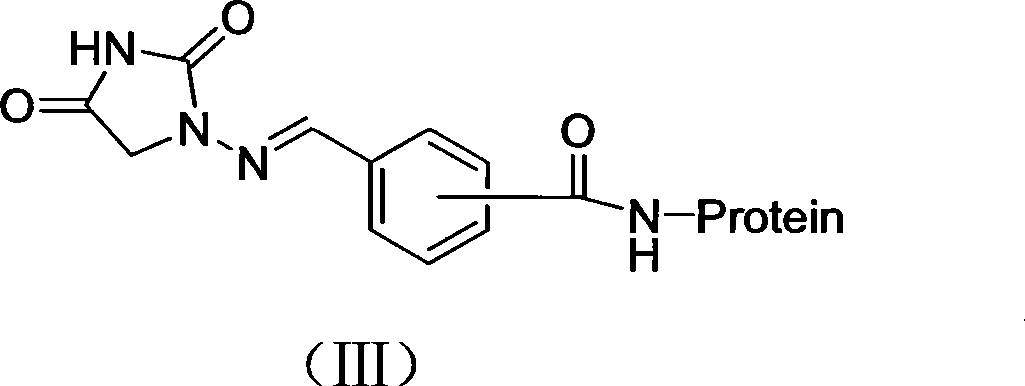 Preparation of 1-amino hydantoin derivative hapten, antigen and antibody