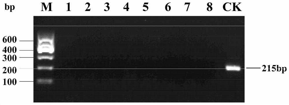 Cloning, identification and application of salt tolerance related gene spliceosome