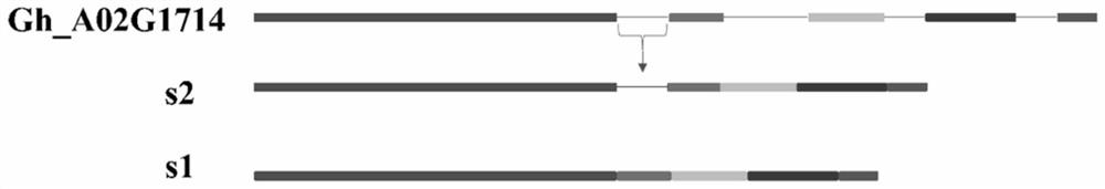 Cloning, identification and application of salt tolerance related gene spliceosome