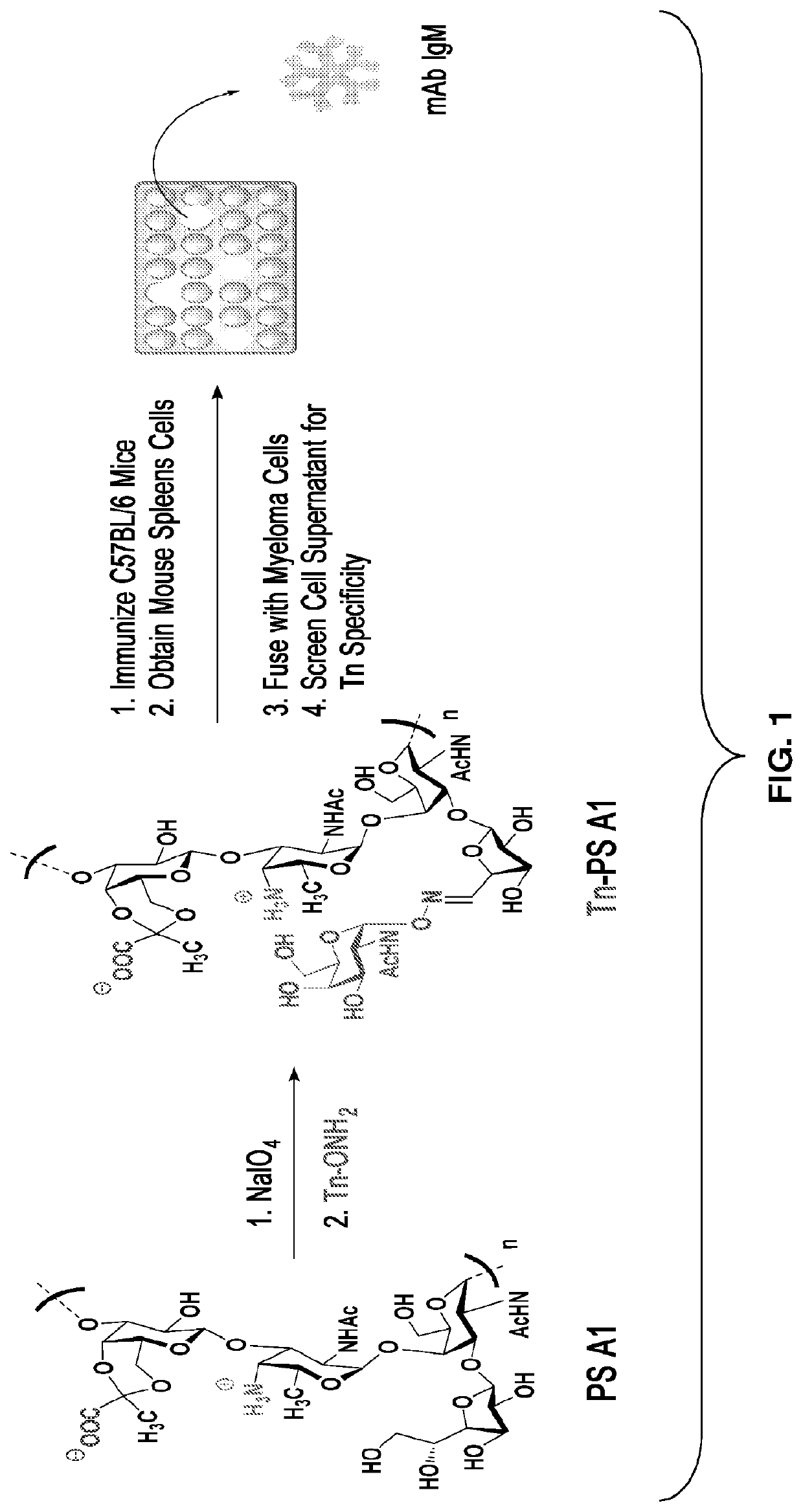 Monoclonal igm antibodies from entirely carbohydrate constructs