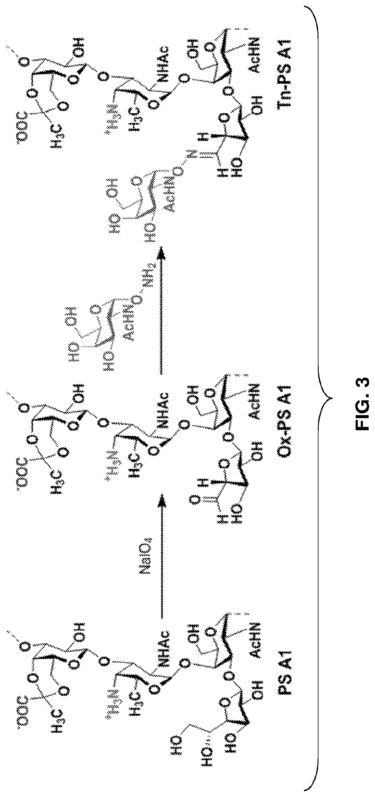 Monoclonal igm antibodies from entirely carbohydrate constructs