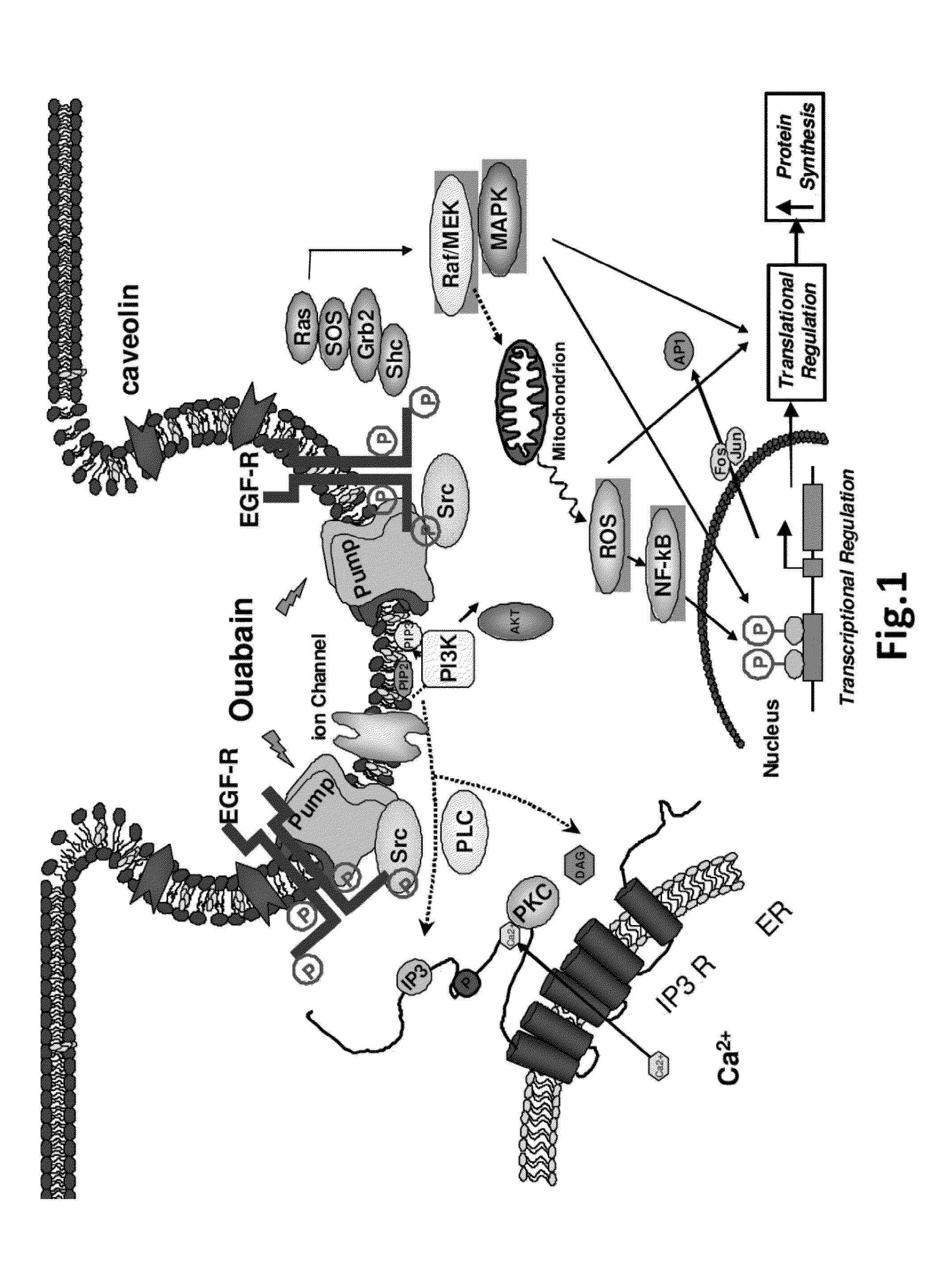 Na/K-ATPase Ligand