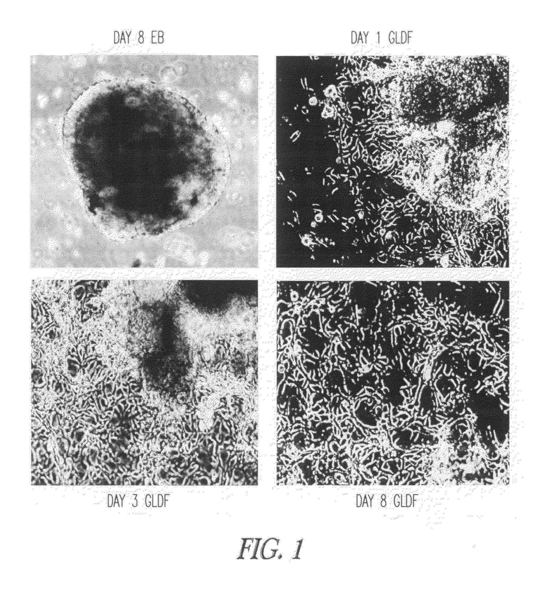 Xeno-free culture conditions for human embryonic stem cells and methods thereof